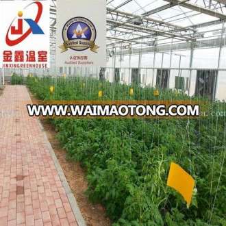 Tomato Planting Polycarbonate Green House