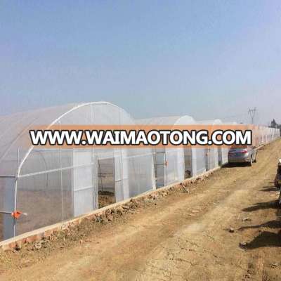 Agricultural galvanized steel frame  tunnel greenhouse